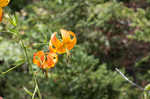 Turk's cap lily